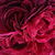 Fioletowy  - Róża francuska - Charles de Mills